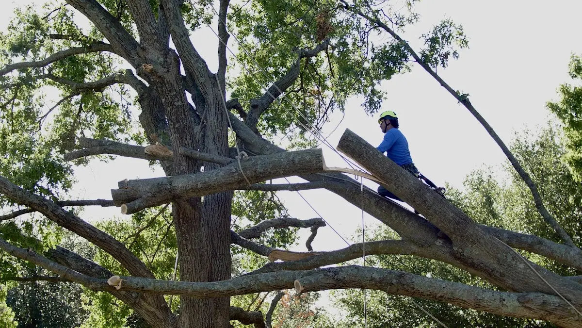 Professional Crown Thinning performed by certified arborists in Isle La Motte