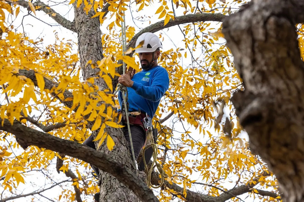 Skilled Tree Transplanting crew working in Isle La Motte