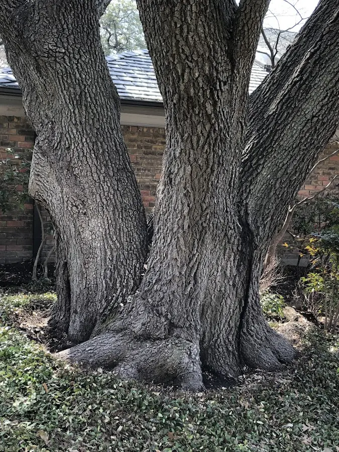Mature heritage tree close to a Isle La Motte property cared for by certified arborists